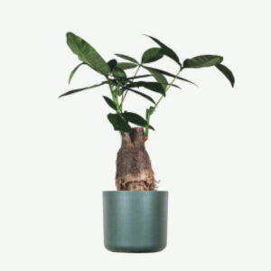 plants ecommerce product featured img 13